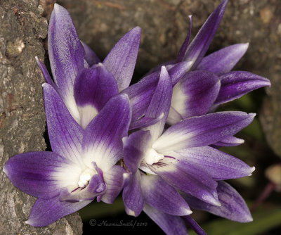 Dendrobium victoria reginae AP10 #9793
