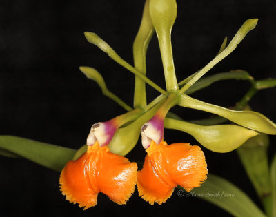 Epidendrum pseudoepidendrum AP10 #9770