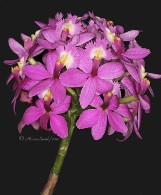 Epidendrum Rose Valley-Caribbian Dream  AP10 #9785