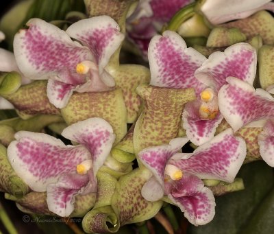 Lycaste brevispatha AP10 #9833