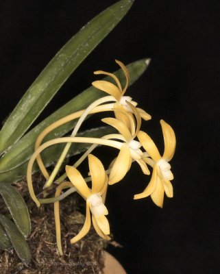 Neofinetia falcata Kibana AP10 #9856