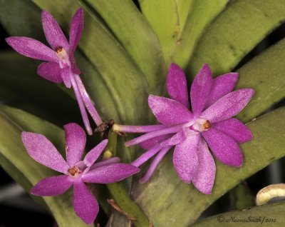 Neostylis Lou Sneary X Ascocentrum ampullaceum AP10 #9746