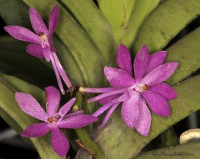 Neostylis Lou Sneary X  Ascocentrum ampullaceum AP10 #9746