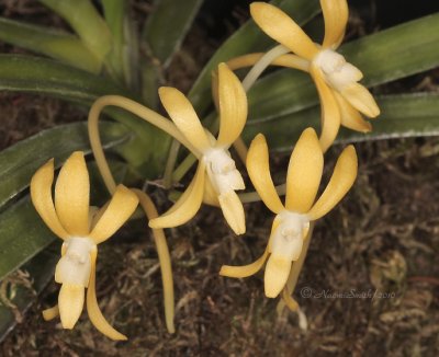 Neofinetia falcata- Kibana AP10 #9857