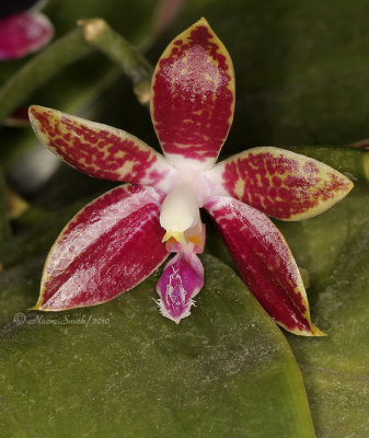 Phalaenopsis comingiana-Carol AP10 #9830.