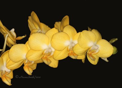 Phalaenopsis I-Hsin Sun Flower X Stuartiana v yellow AP10 #9896