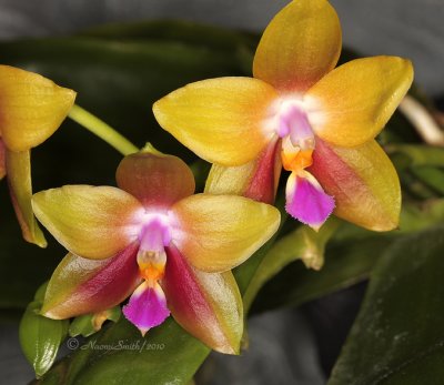 Phalaenopsis Penang Beauty AP10 #9777