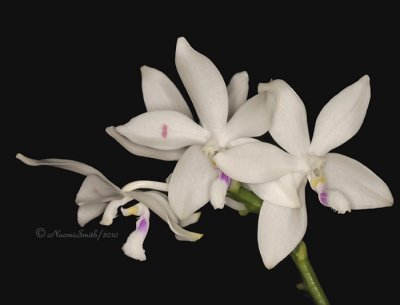 Phalaenopsis tetraspis AP10 #9852