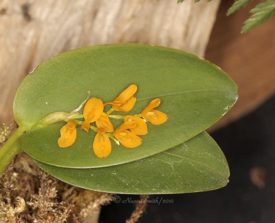 Pleurothallis leuchamensis AP10 #9758