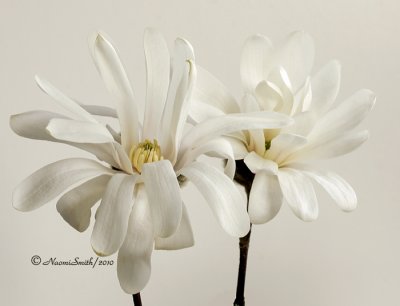 Magnolia stellata AP10 #9515