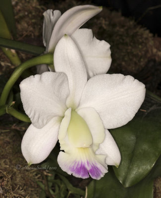 Cattleya walkeriana (Kenny) AP10 #9348