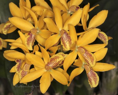 Epidendrum Kyoguyci AP10 #9338