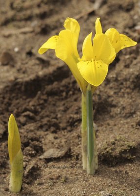 Iris danfordii AP10 #8966