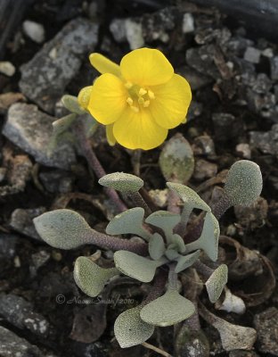 Physaria alpina AP10 #9099