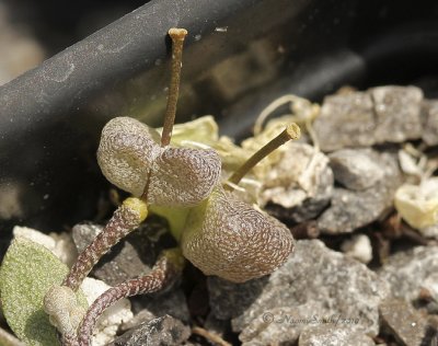 Pysaria alpina seed pods AP10 #9675