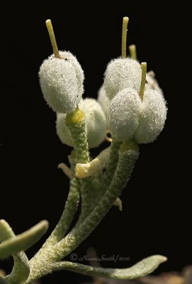 Physaria eburnifolia seed pods AP10 #9667