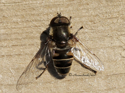 Eristalis dimidiata AP10 #0018