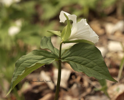 Trillium grandiflorum MY10 #9948