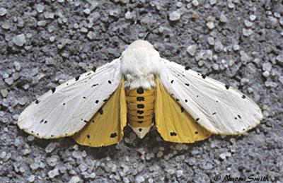 Salt Marsh Moth- Estigmene acrea