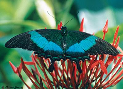 Emerald Swallowtail -  Papilio palinurus
