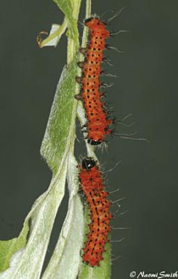Actias selene-2nd instar