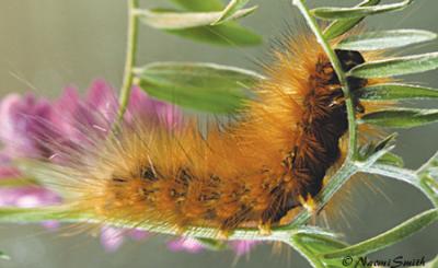 Salt Marsh moth-caterpillar