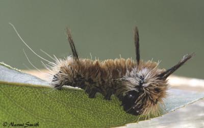Banded Tussock Moth caterpillar