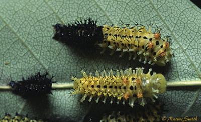 Hyalophora cecropia-3rd instar