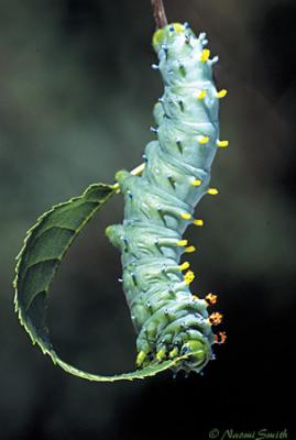 Hyalophora cecropia-5th-instar