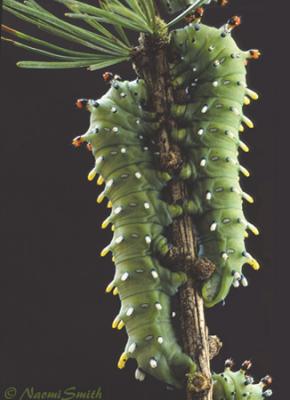 Hyalophora colombia-5th instar