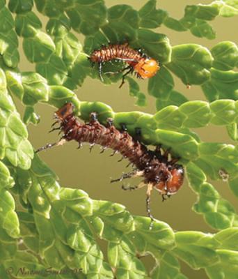 Eacles imperialis 1st and 2nd instar