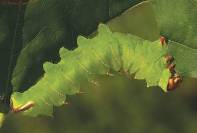 Actias luna - caterpillar