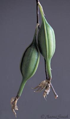 Barkeria skinneri seedpod