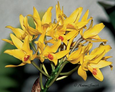Cattleya aurantiaca flava