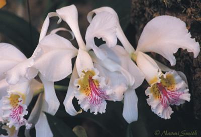 Cattleya mossiae semi-alba
