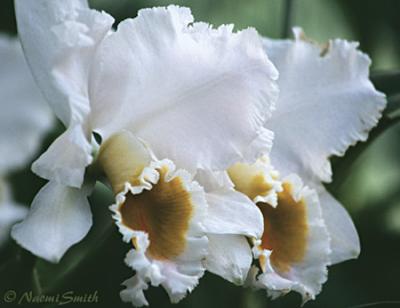 Cattleya percivaliana-Sonja