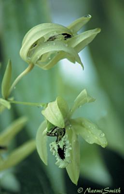 Coelogyne pandurata