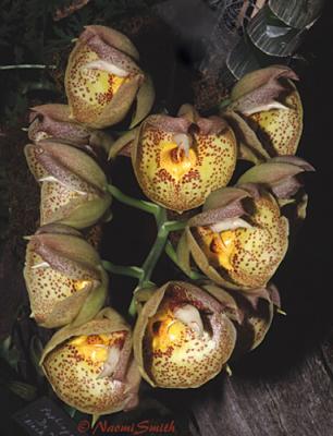 Catasetum Orchidglade Davie Ran