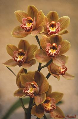 Cymbidium Arunta-Dreamtime