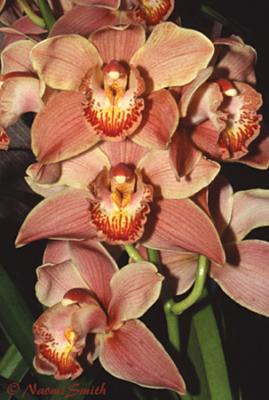 Cymbidium - Dream Valley