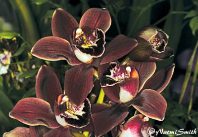 Cymbidium Fuss