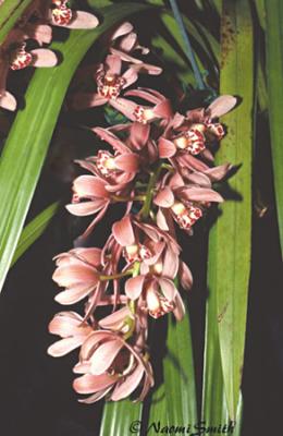 Cymbidium  Pepeta