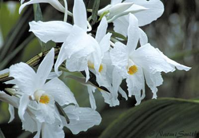 Dendrobium jamesianum x infundibulum