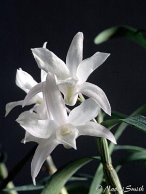 Dendrobium moniliforme