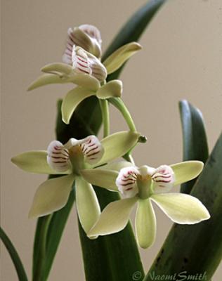 Encyclia radiata