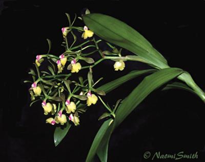 Epidendrum pseudoepidendrum-alba