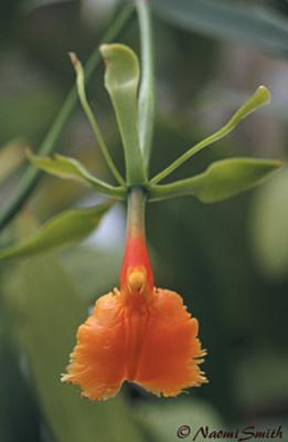 Epidendrum pseudoepidendrum