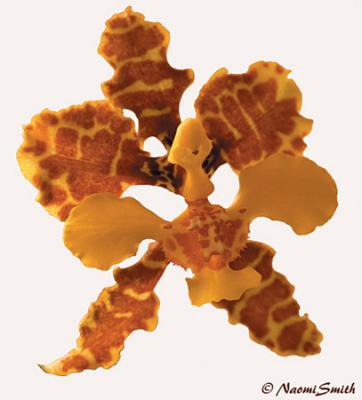 Oncidium barbatum