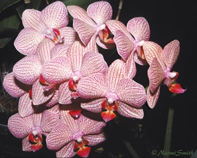 Phalaenopsis Amy Hauserman-Elmhurst