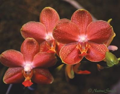 Phalaenopsis Carmelas Ruby-x-Goldberry.jpg